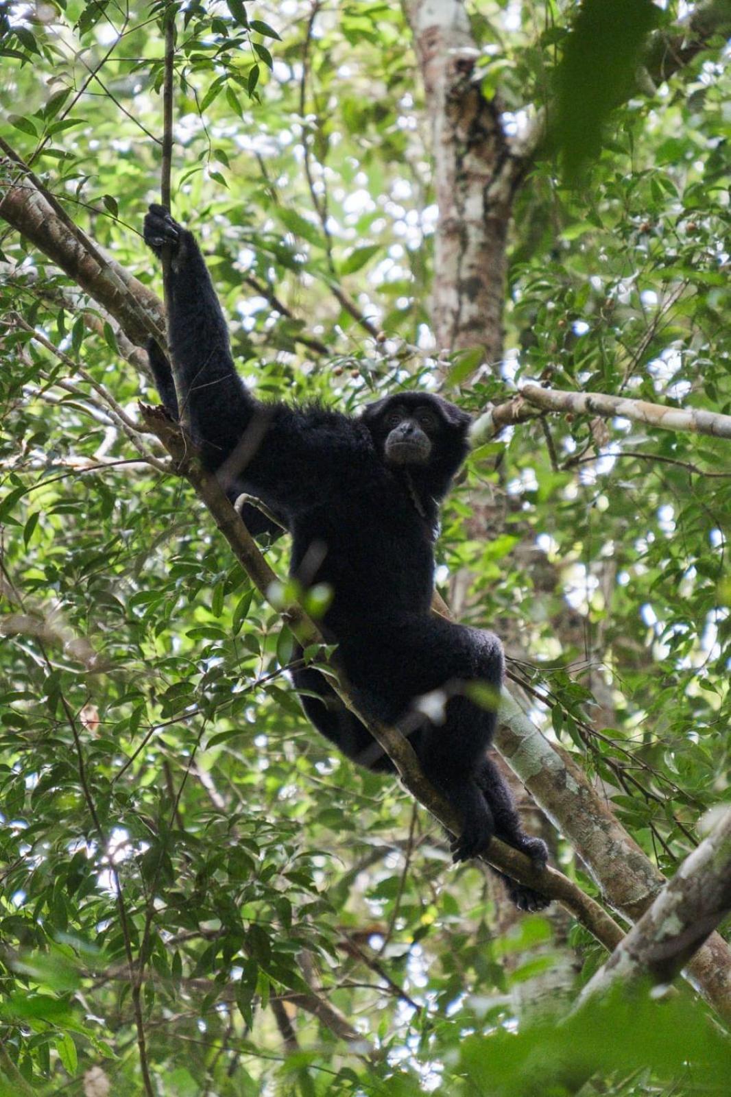 Magpie Homestay & Jungle Trekking Only For Guest Trekking With Us Bukit Lawang Ngoại thất bức ảnh