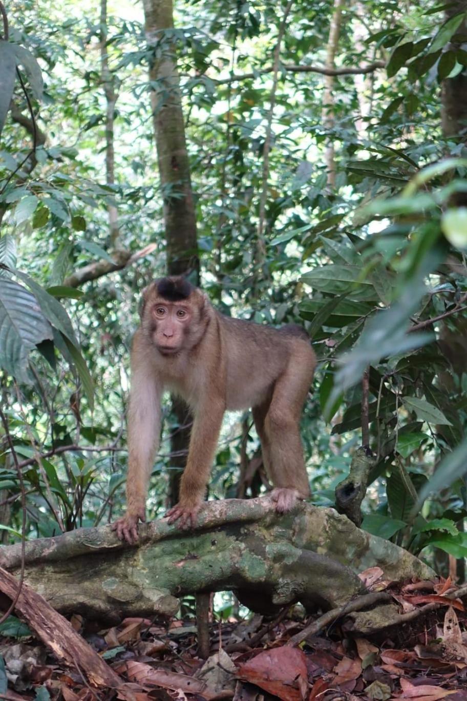 Magpie Homestay & Jungle Trekking Only For Guest Trekking With Us Bukit Lawang Phòng bức ảnh