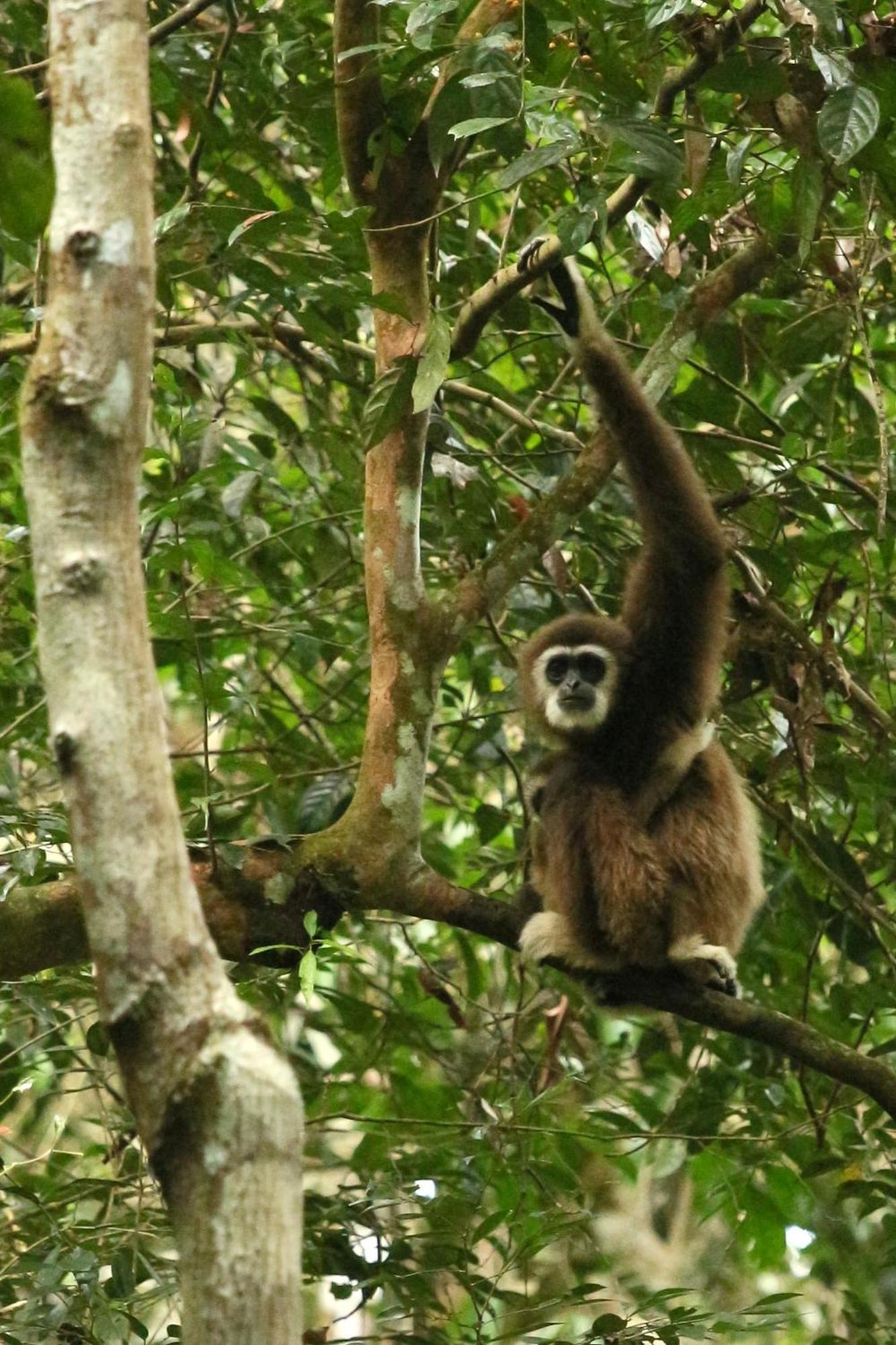 Magpie Homestay & Jungle Trekking Only For Guest Trekking With Us Bukit Lawang Ngoại thất bức ảnh