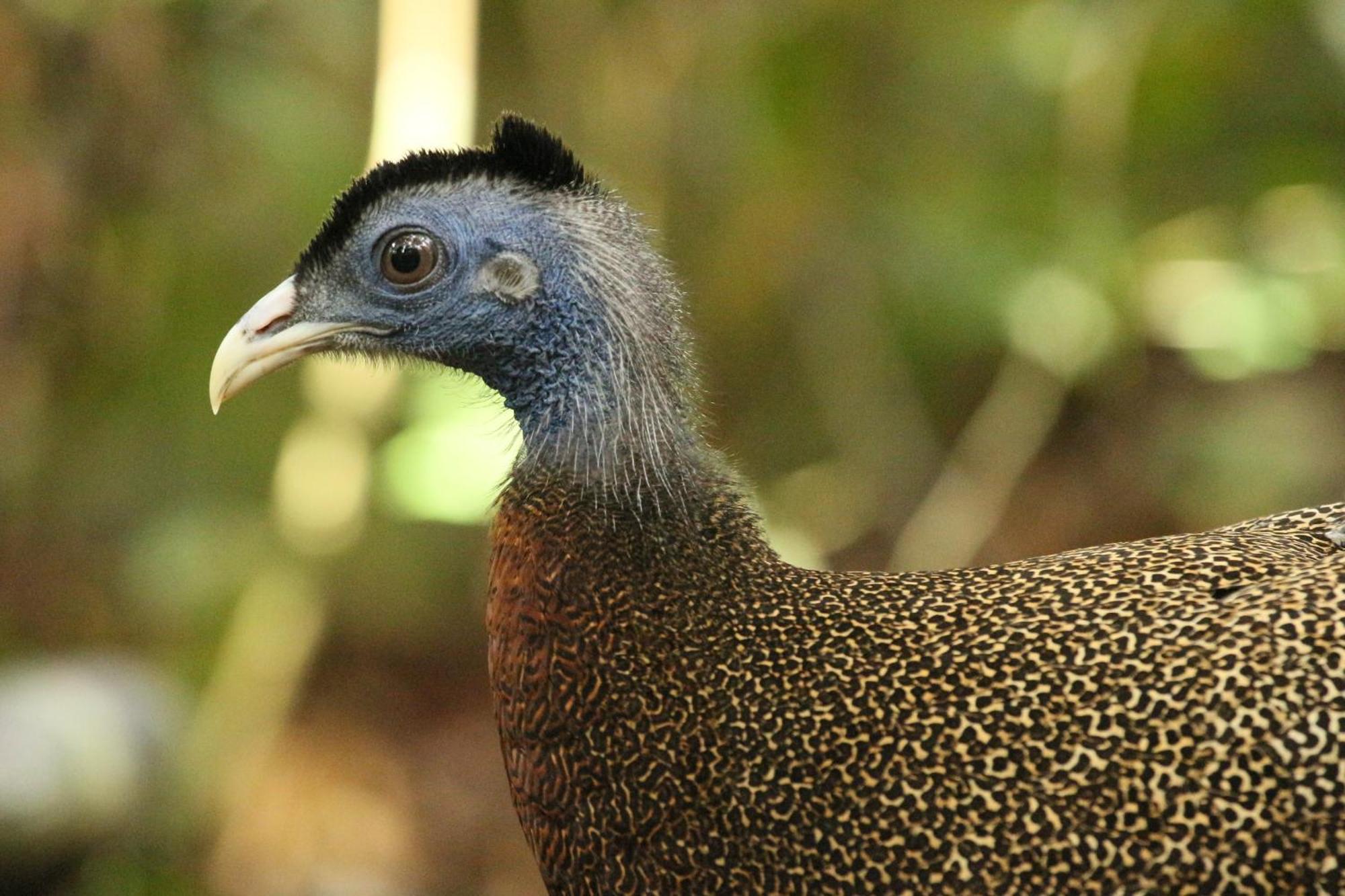 Magpie Homestay & Jungle Trekking Only For Guest Trekking With Us Bukit Lawang Ngoại thất bức ảnh