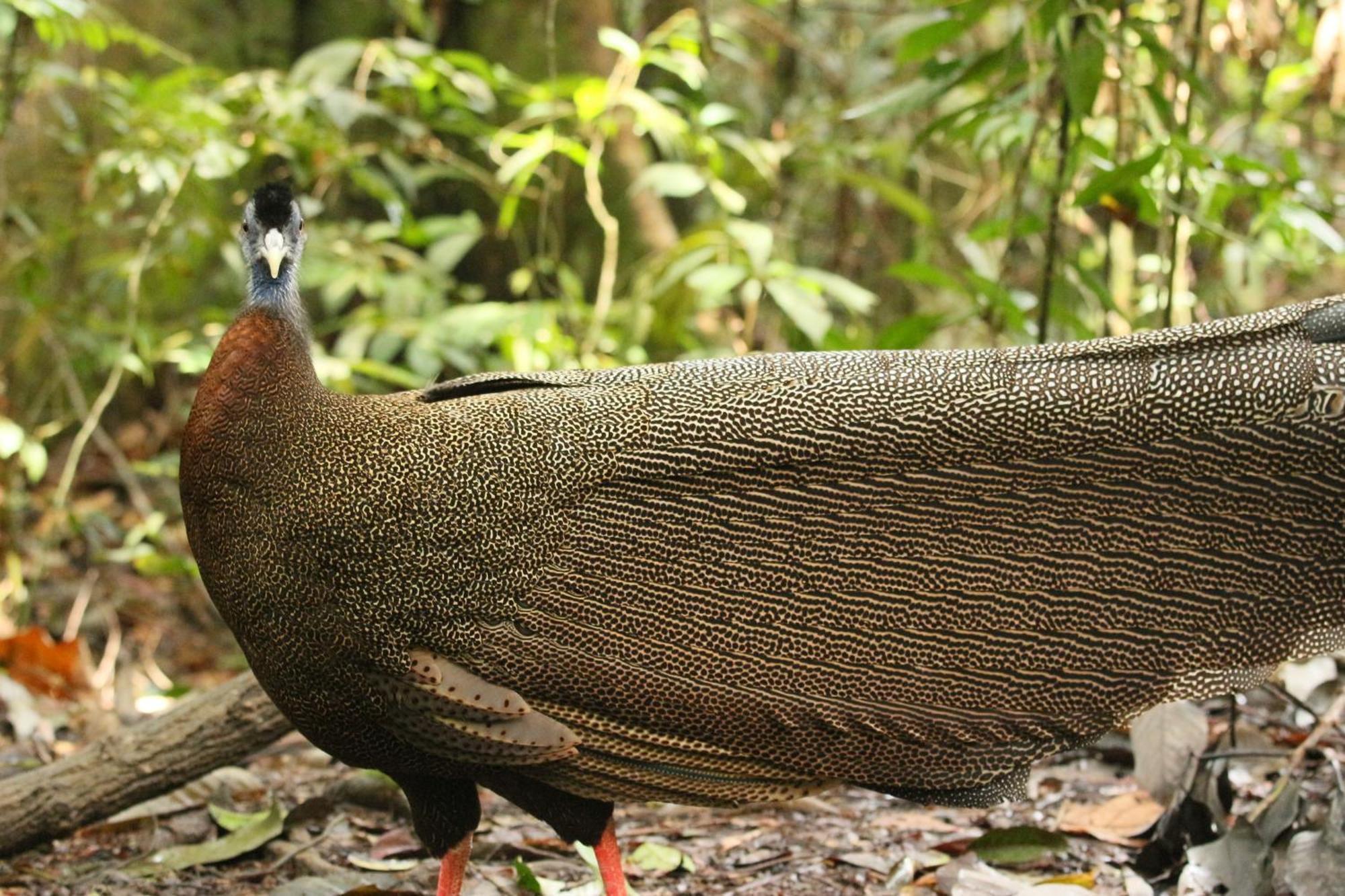 Magpie Homestay & Jungle Trekking Only For Guest Trekking With Us Bukit Lawang Ngoại thất bức ảnh