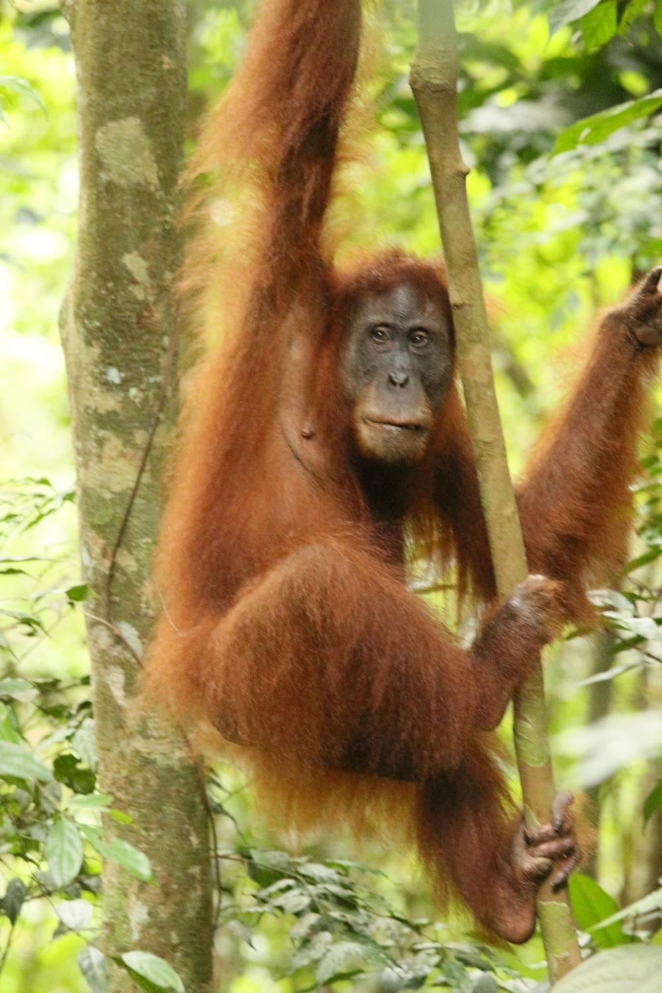 Magpie Homestay & Jungle Trekking Only For Guest Trekking With Us Bukit Lawang Ngoại thất bức ảnh