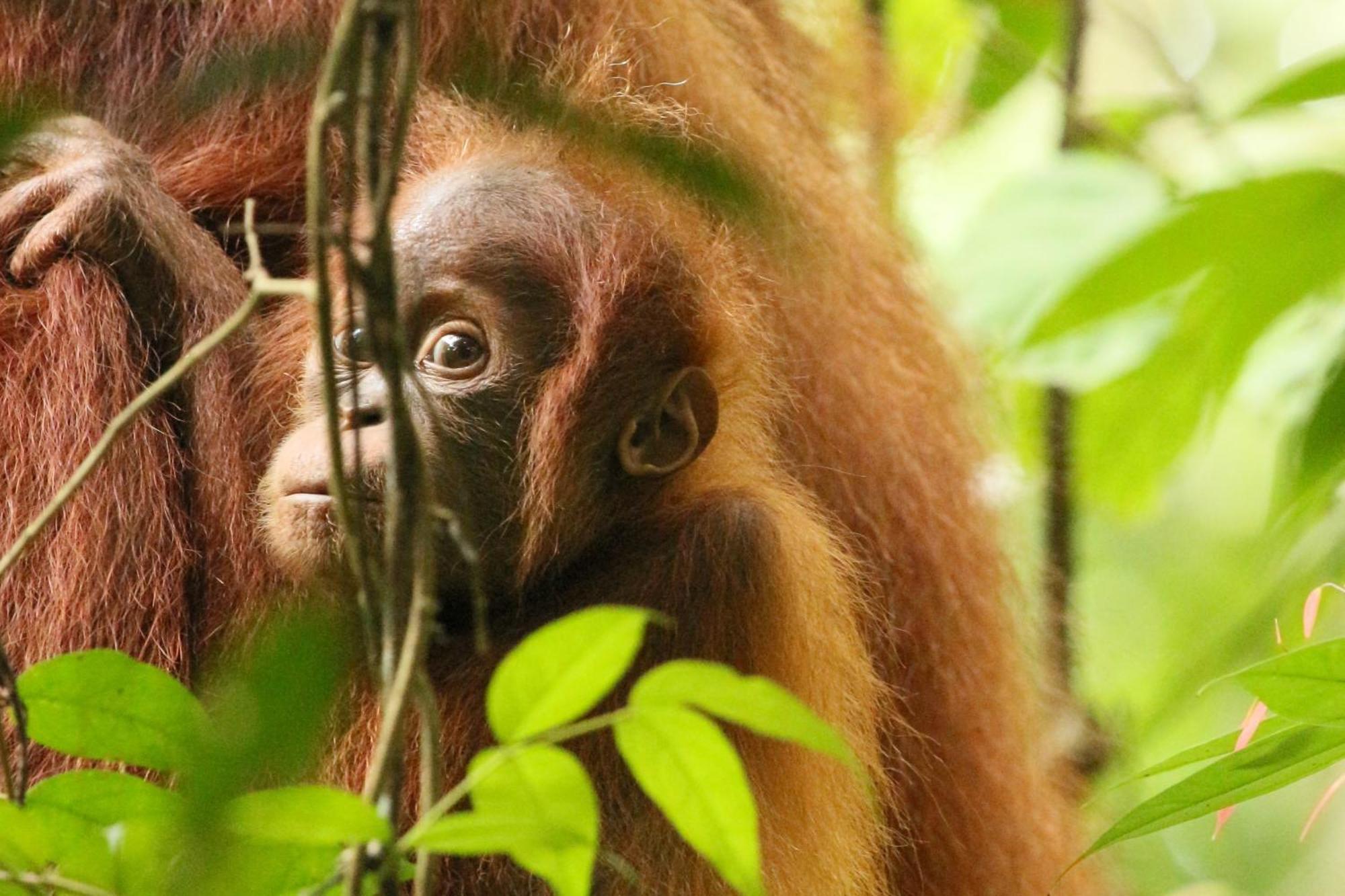 Magpie Homestay & Jungle Trekking Only For Guest Trekking With Us Bukit Lawang Ngoại thất bức ảnh