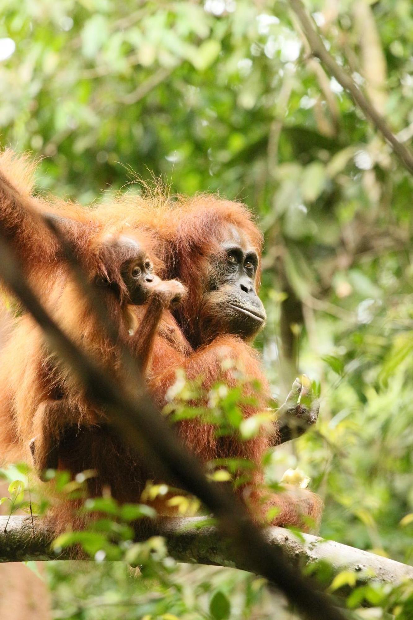 Magpie Homestay & Jungle Trekking Only For Guest Trekking With Us Bukit Lawang Ngoại thất bức ảnh